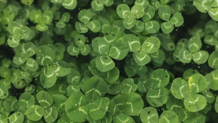 Download Green Clover Live Wallpaper