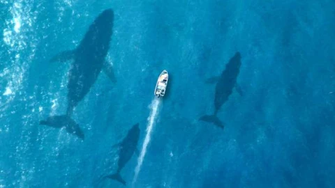 Whales Swimming Beneath Boat