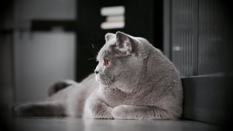 The Observing Cat HD Live Wallpaper animated wallpaper preview