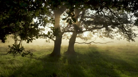 Forest 49981 Original Free Stock Video - Kostenloses Live Wallpaper