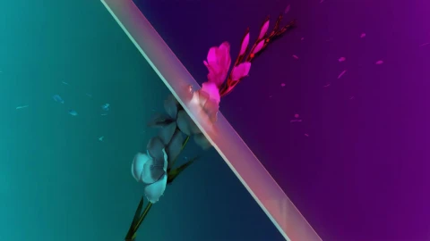 Sakura HD Live Wallpaper For PC - Pc Wallpaper