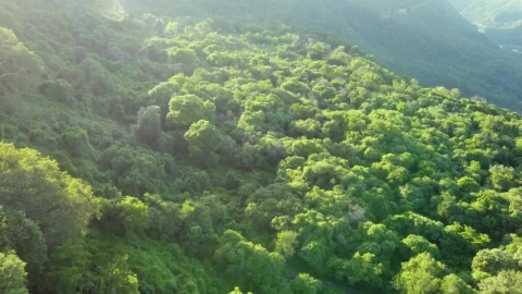 Stock Video Aerial Journey Over A Mountain Range Covered With Vegetation Live Wallpaper for PC - With Wallpaper