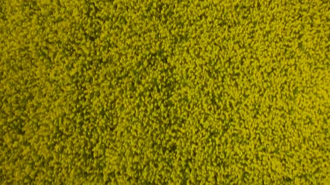 Stock Video Aerial Shot Over Fields Live Wallpaper for PC - Lo fi aesthetic Wallpaper