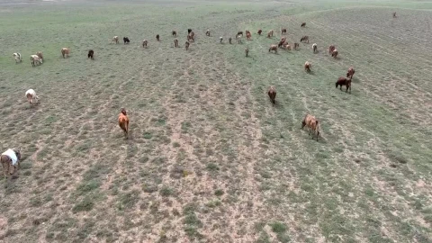 Stock Video Aerial View Of A Herd Of Cows In The Field Live Wallpaper for PC - Lo fi aesthetic Wallpaper