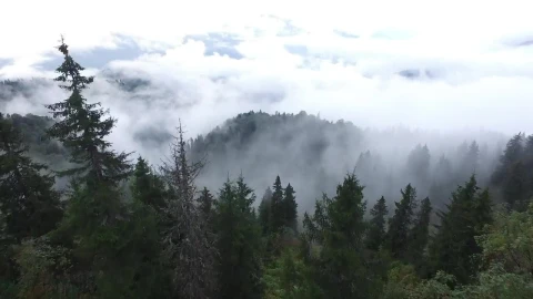 Stock Video Aerial View Of A Pine Forest With Fog And Clouds Live Wallpaper for PC - Lo fi aesthetic Wallpaper
