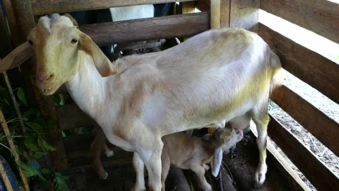 Stock Video Baby Goat Drinking Milk From His Mother At The Farm Live Wallpaper For PC – Free Live Wallpaper