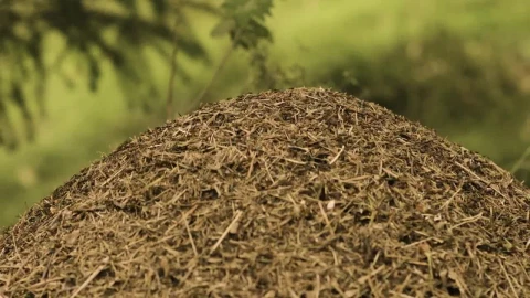 Stock Video Ant Nest In The Forest Live Wallpaper For PC – Free Live Wallpaper