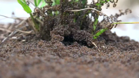 Stock Video Ant Infestation Live Wallpaper For PC – Free Live Wallpaper