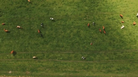 Stock Video Animals Grazing In A Field Live Wallpaper For PC – Free Live Wallpaper