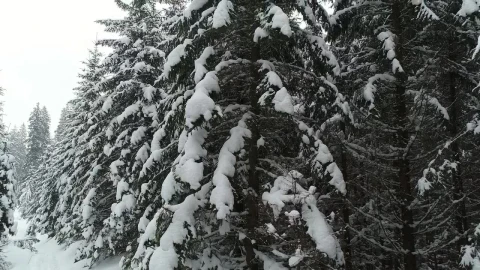 Stock Video Alps With Tall Pine Trees Full Of Snow Live Wallpaper For PC – Free Live Wallpaper
