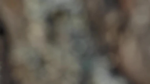Stock Video A Woman Running In The Forest Live Wallpaper For PC - For Wallpaper