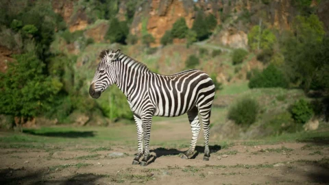 Stock Video A Standing Zebra Live Wallpaper For PC - For Wallpaper