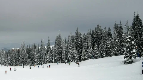 Stock Video A Lot Of People Snowboarding In A Winter Forest Live Wallpaper For PC - For Wallpaper
