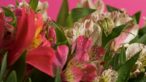 Stock Video Bunch Of Pink And White Flowers Live Wallpaper For PC - Birds of prey Wallpaper