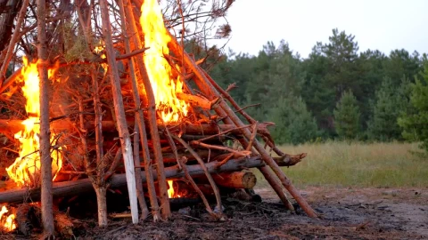Stock Video Branches And Logs Burning In The Forest Live Wallpaper For PC - Wallpaper video anime Wallpaper