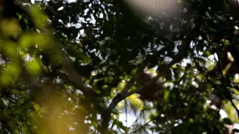 Stock Video Branches And Leaves From Some Trees Live Wallpaper For PC - Wallpaper video anime Wallpaper