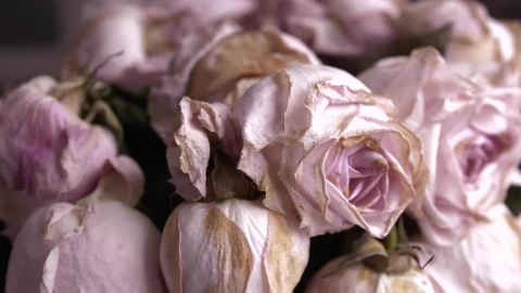 Stock Video Bouquet Of Withered Pink Roses Live Wallpaper For PC - Birds of prey Wallpaper