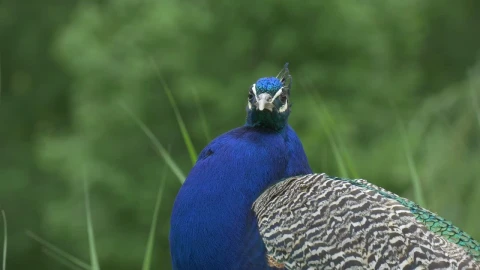 Stock Video Blue Beacock Looking Around Live Wallpaper For PC - Wallpaper video anime Wallpaper