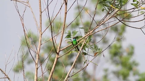 Stock Video Blue And Green Bird On A Branch Live Wallpaper For PC - On Wallpaper