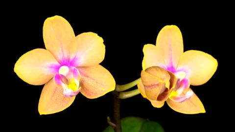 Stock Video Blooming Yellow Orchid Live Wallpaper For PC - Live Wallpaper