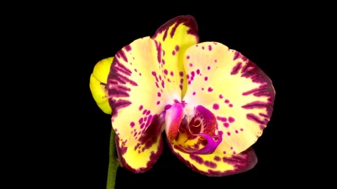 Stock Video Blooming Yellow And Violet Orchid Flower Live Wallpaper For PC - Live Wallpaper