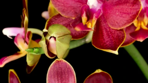 Stock Video Blooming Orchid In Slow Motion Live Wallpaper For PC - Live Wallpaper