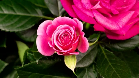 Stock Video Blooming Rose Flower In The Branch Live Wallpaper For PC - Live Wallpaper