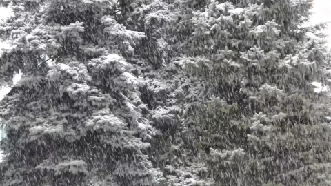 Stock Video Blizzard Covering A Forest Live Wallpaper For PC - Live Wallpaper