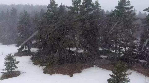 Stock Video Blizzard At The Pine Forest Live Wallpaper For PC - Live Wallpaper
