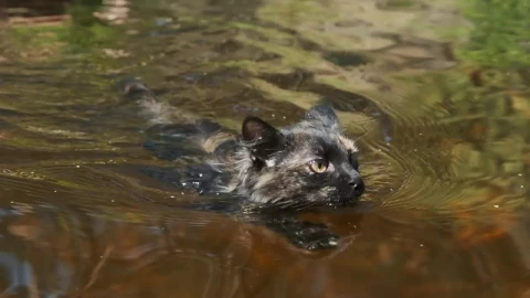 Stock Video Black Wild Cat Swimming In A River Live Wallpaper For PC - Live Wallpaper