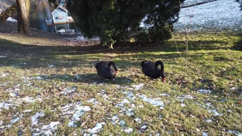 Stock Video Black Swans In A Frozen Field Live Wallpaper For PC - Live Wallpaper