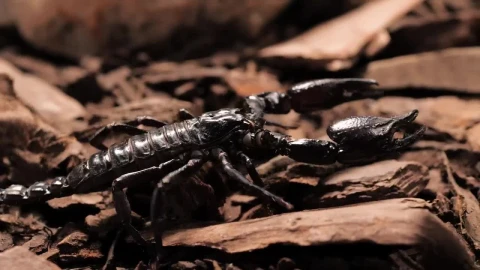 Stock Video Black Scorpion Walking Closeup Live Wallpaper For PC - Live Wallpaper