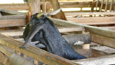 Stock Video Black Goat Looking Around Live Wallpaper For PC - Live Wallpaper