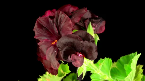 Stock Video Black Geranium Blooming Live Wallpaper For PC - Live Wallpaper