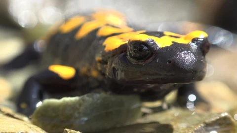 Stock Video Black Frog In The Water Live Wallpaper For PC - Live Wallpaper