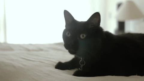 Stock Video Black Cat Sitting On A White Bed Live Wallpaper For PC - On Wallpaper