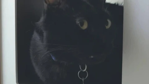 Stock Video Black Cat In A Cat House Live Wallpaper For PC - Live Wallpaper