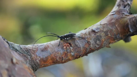 Stock Video Black Bug On A Tree Live Wallpaper For PC - On Wallpaper