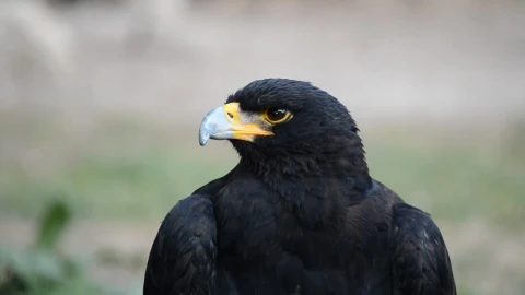 Stock Video Black Bird Looking Towards The Camera Live Wallpaper For PC - Live Wallpaper