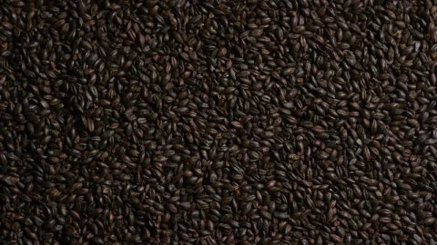 Stock Video Black Barley Rotating Live Wallpaper For PC - Live Wallpaper