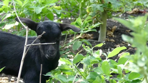 Stock Video Black Baby Goat Eating Leafs Live Wallpaper For PC - Live Wallpaper