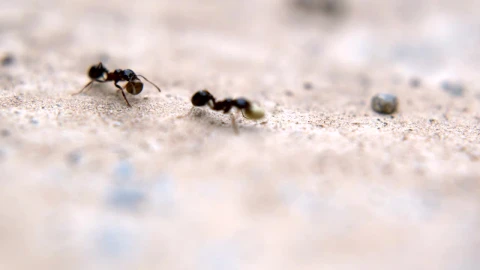 Stock Video Black Ants Working Macro Close Up Live Wallpaper For PC - Live Wallpaper