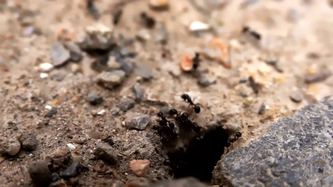 Stock Video Black Ants Near Its Anthill Live Wallpaper For PC - Live Wallpaper