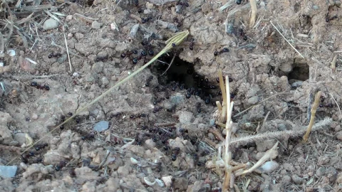Stock Video Black Ants Close Up Live Wallpaper For PC - Live Wallpaper