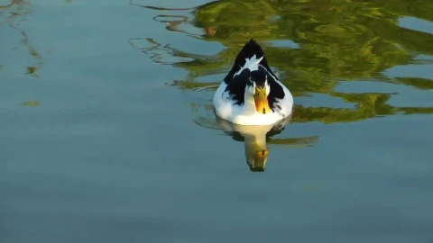 Stock Video Black And White Duck On The Lake Live Wallpaper For PC - On Wallpaper