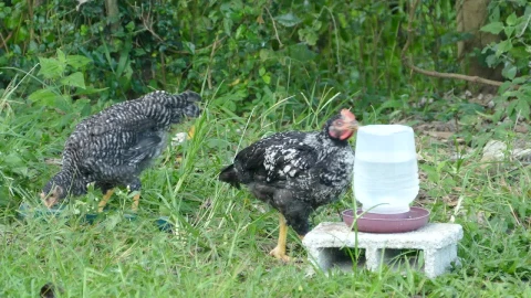 Stock Video Black And White Chickens At A Farm Live Wallpaper For PC - Live Wallpaper