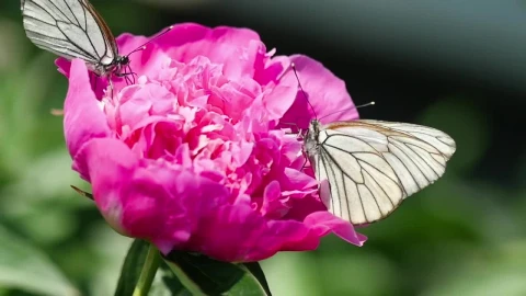 Stock Video Black And White Butterfly On A Pink Flower Live Wallpaper For PC - On Wallpaper