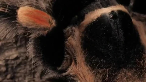Stock Video Black And Orange Tarantula Walking Vertical Shot Live Wallpaper For PC - Live Wallpaper