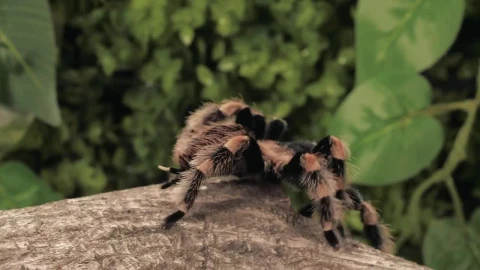 Stock Video Black And Orange Tarantula Walking Closeup Live Wallpaper For PC - Live Wallpaper