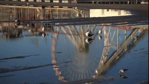 Stock Video Birds Standing On Wet Ground Live Wallpaper For PC - Birds of prey Wallpaper